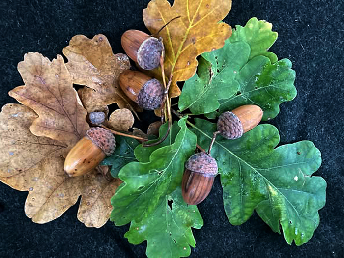 Herbst_n